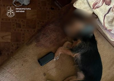 У Києві викинули собаку з четвертого поверху багатоповерхівки, 55-річній жінці вручили підозру. Їй загрожує в'язниця