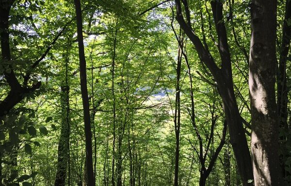 Чоловік убив знайомого і закопав тіло в лісі на Київщині
