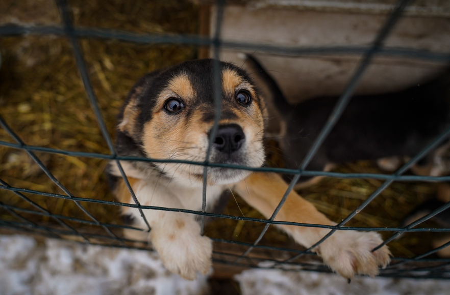 Тварини у притулку Сіріус