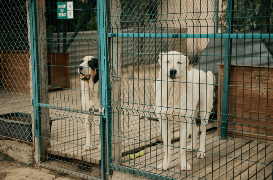 Тварини у Gostomel Shelter